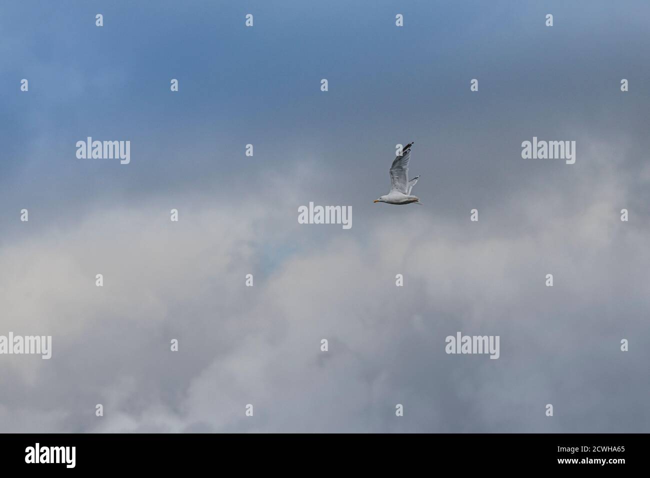 un gabbiano nel cielo Foto Stock