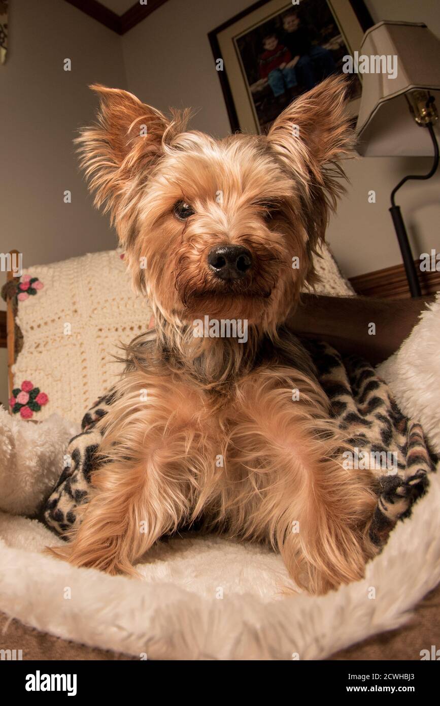 Un yorkie o yorkshire terrier un cane più anziano che si rilassa nel suo letto di cane. Foto Stock