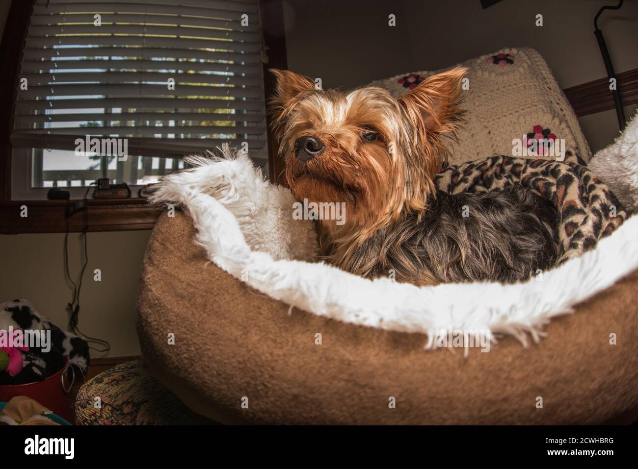 Un yorkie o yorkshire terrier un cane più anziano che si rilassa nel suo letto di cane. Foto Stock