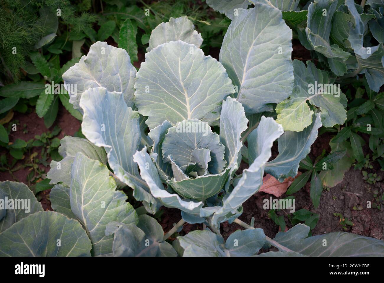 Una pianta di cavolo con foglie grandi cresce in un giardino letto Foto Stock