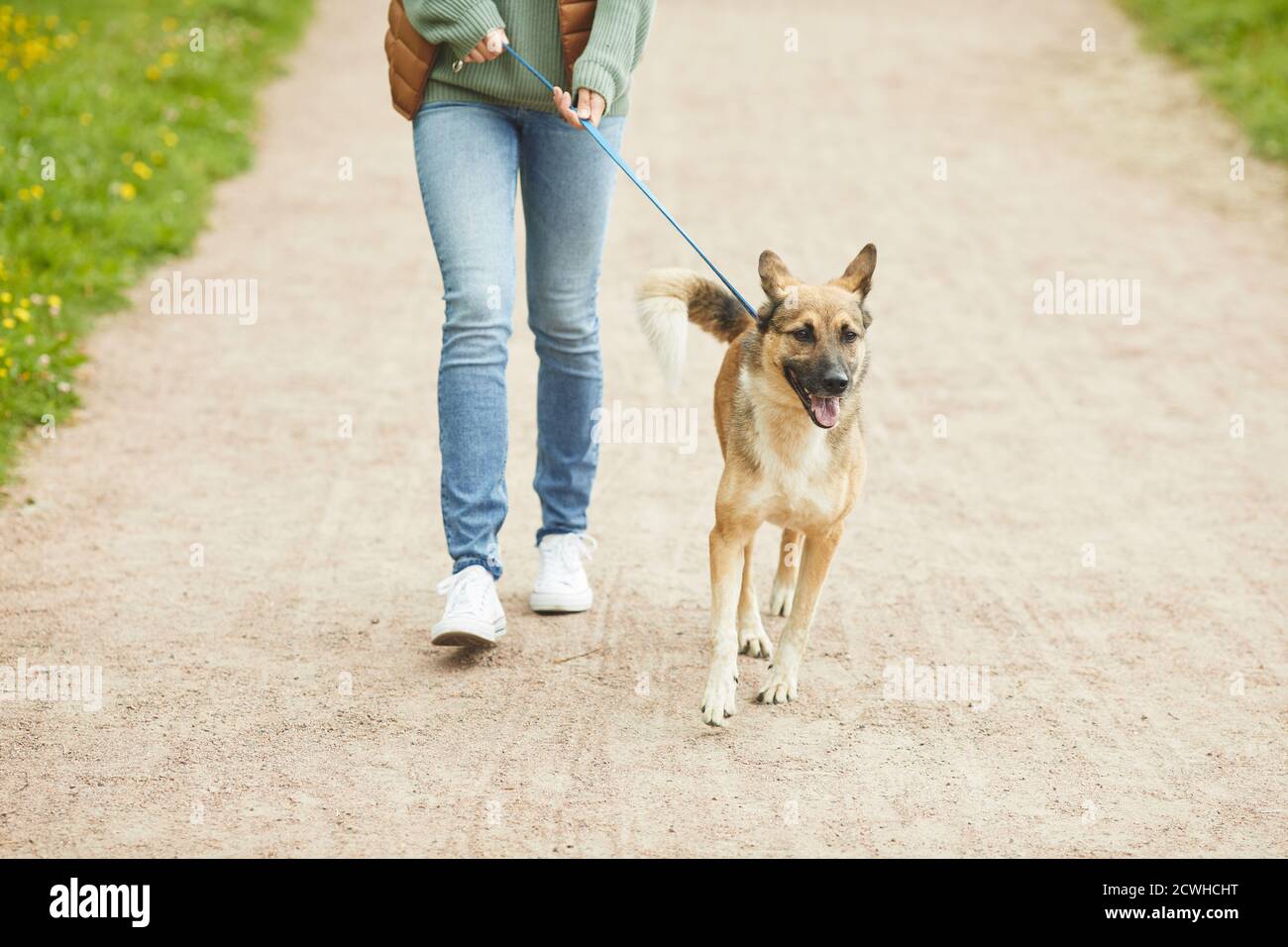 Primo piano di donna che cammina con il suo animale domestico lungo il percorso nel parco Foto Stock