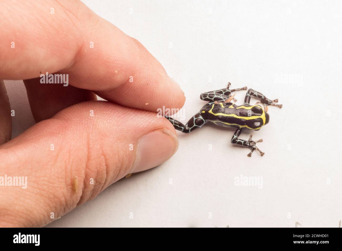 Tenendo una frana velena (imitatore ranitomeya) su uno sfondo bianco. Foto Stock