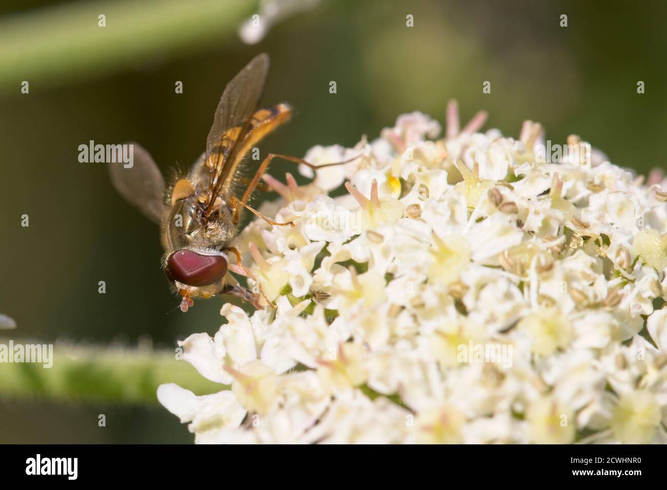 Specie di hoverfly su una testa di fiore, Cornovaglia, Inghilterra, Regno Unito. Foto Stock