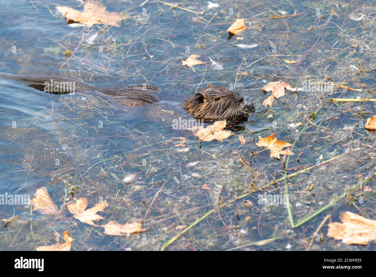 Un Nutria si nutre di foglie cadde in acqua. Marta, Viterbo, Lazio, Italia Foto Stock
