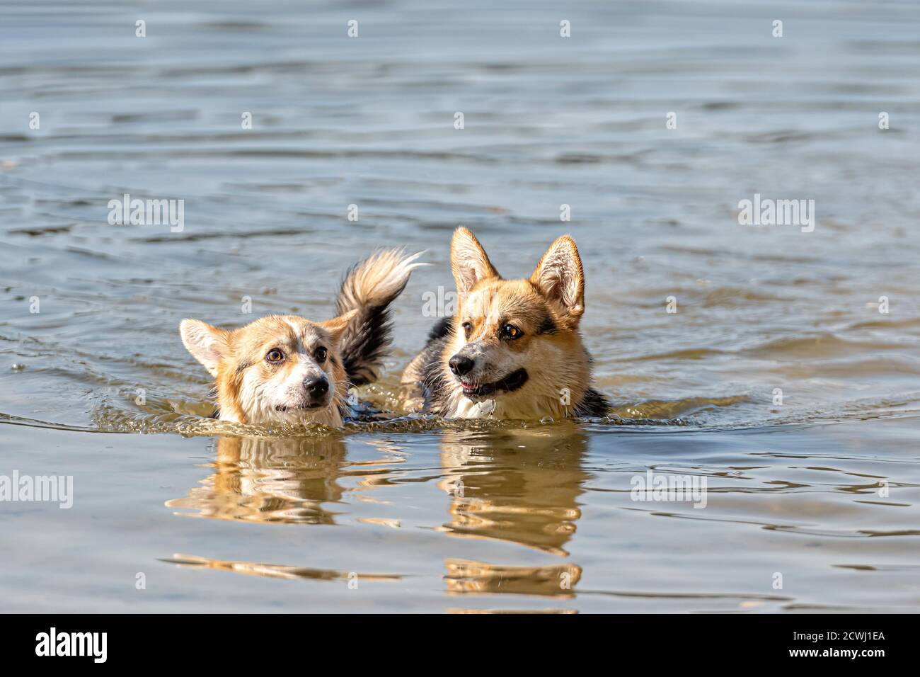 Il cane gallese Corgi Pembroke nuota nel lago e gode una giornata di sole Foto Stock