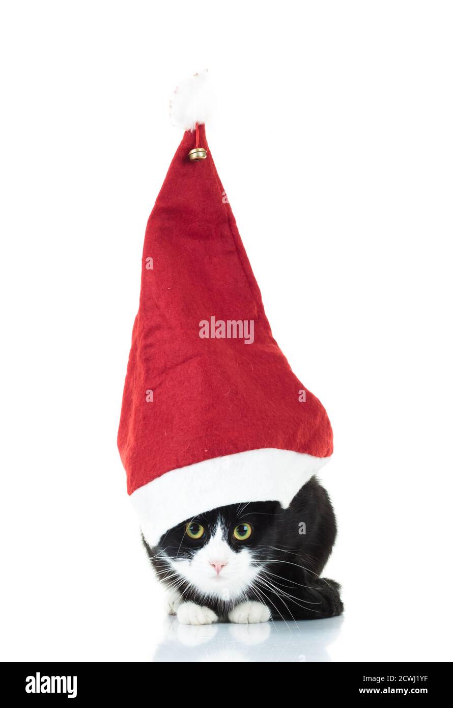 gatto bianco e nero che indossa un grande cappello di natale su bianco  sfondo Foto stock - Alamy