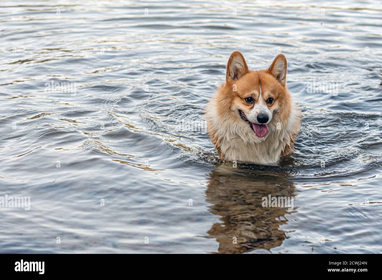 Il cane gallese Corgi Pembroke nuota nel lago e gode una giornata di sole Foto Stock