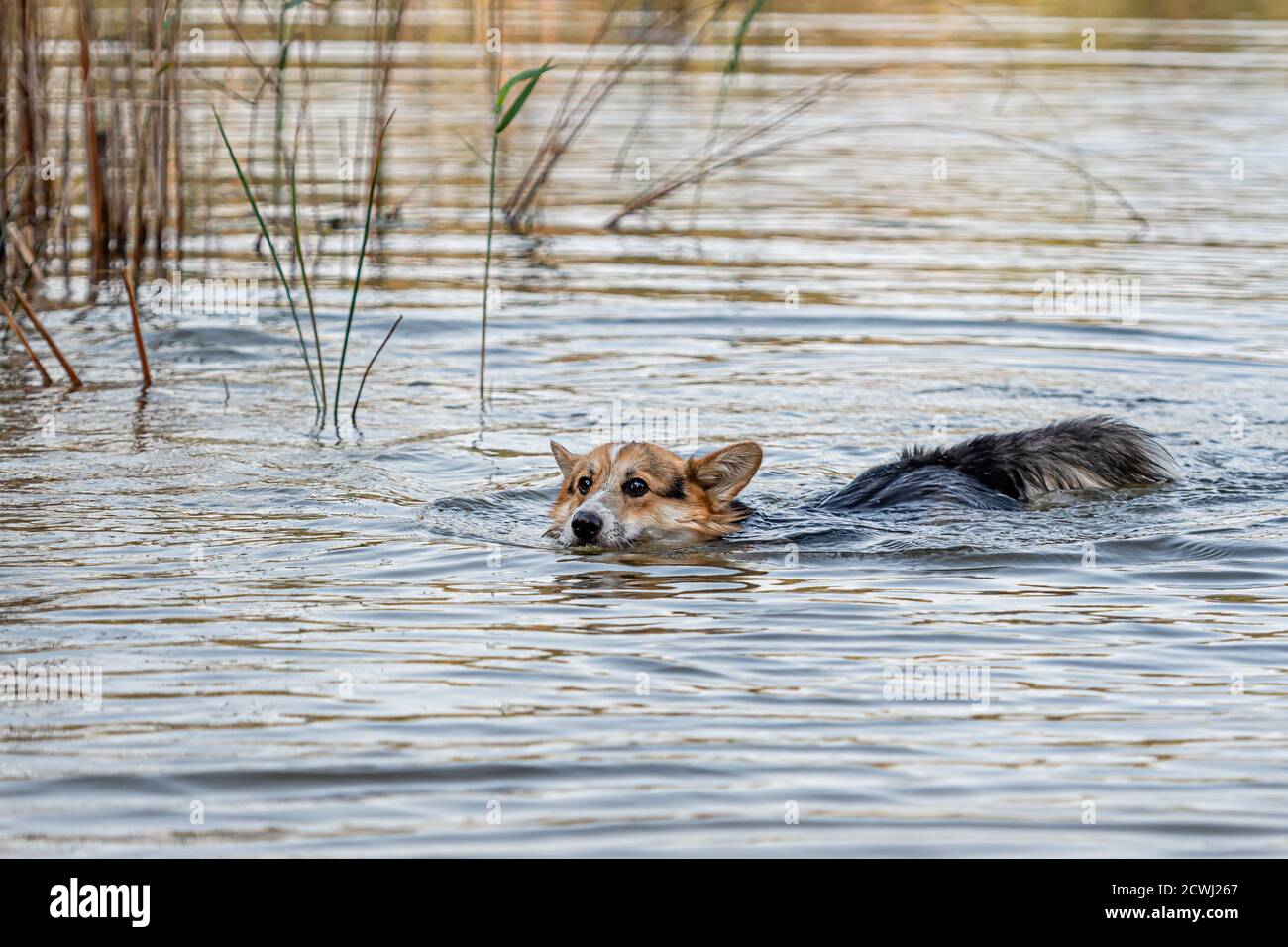 Il cane gallese Corgi Pembroke nuota nel lago e gode una giornata di sole Foto Stock