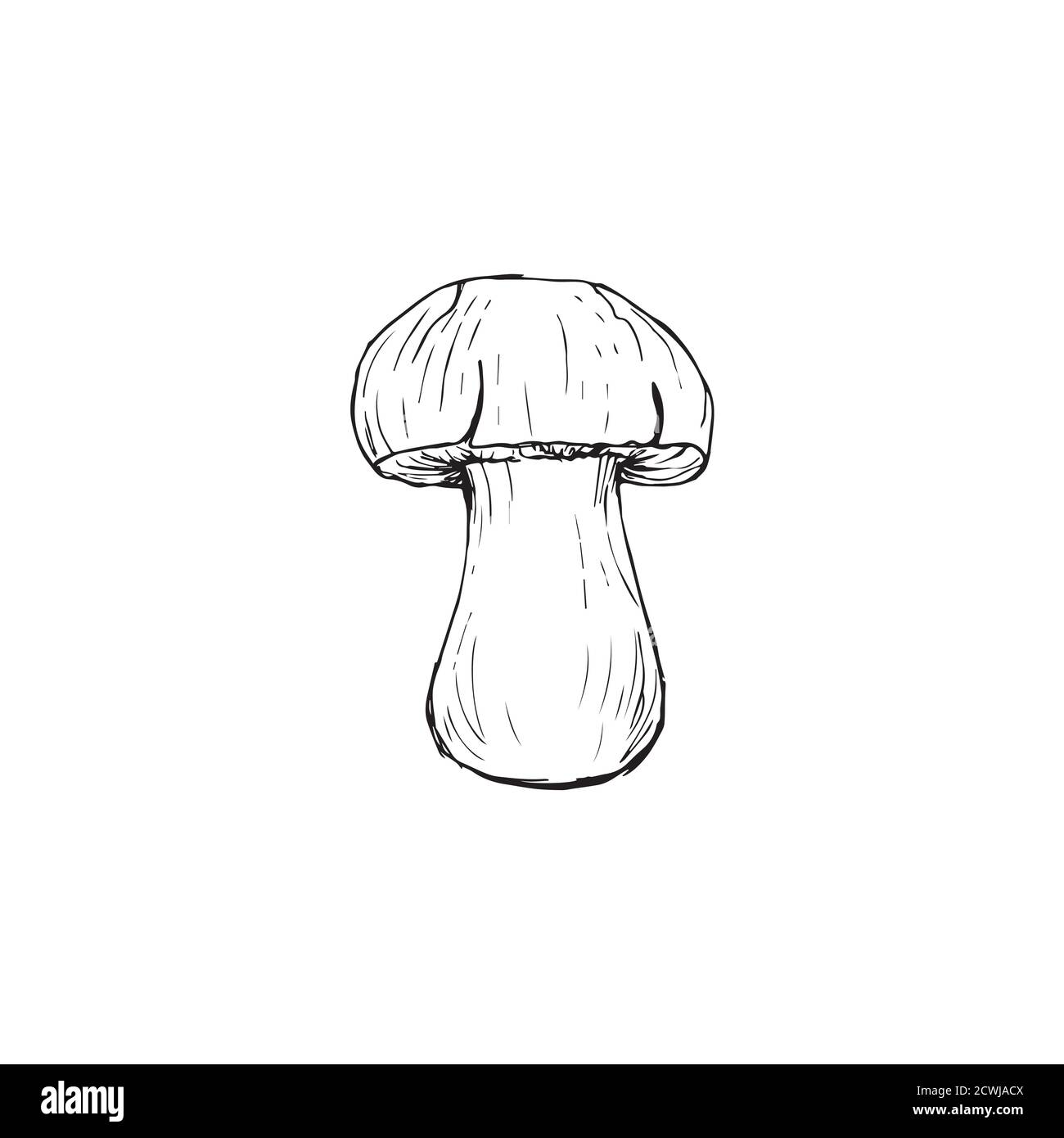 boletus disegno bianco e nero grafica, grande fungo bianco, cucina gourmet, vegetariano, funghi autunno isolato su uno sfondo bianco per Illustrazione Vettoriale