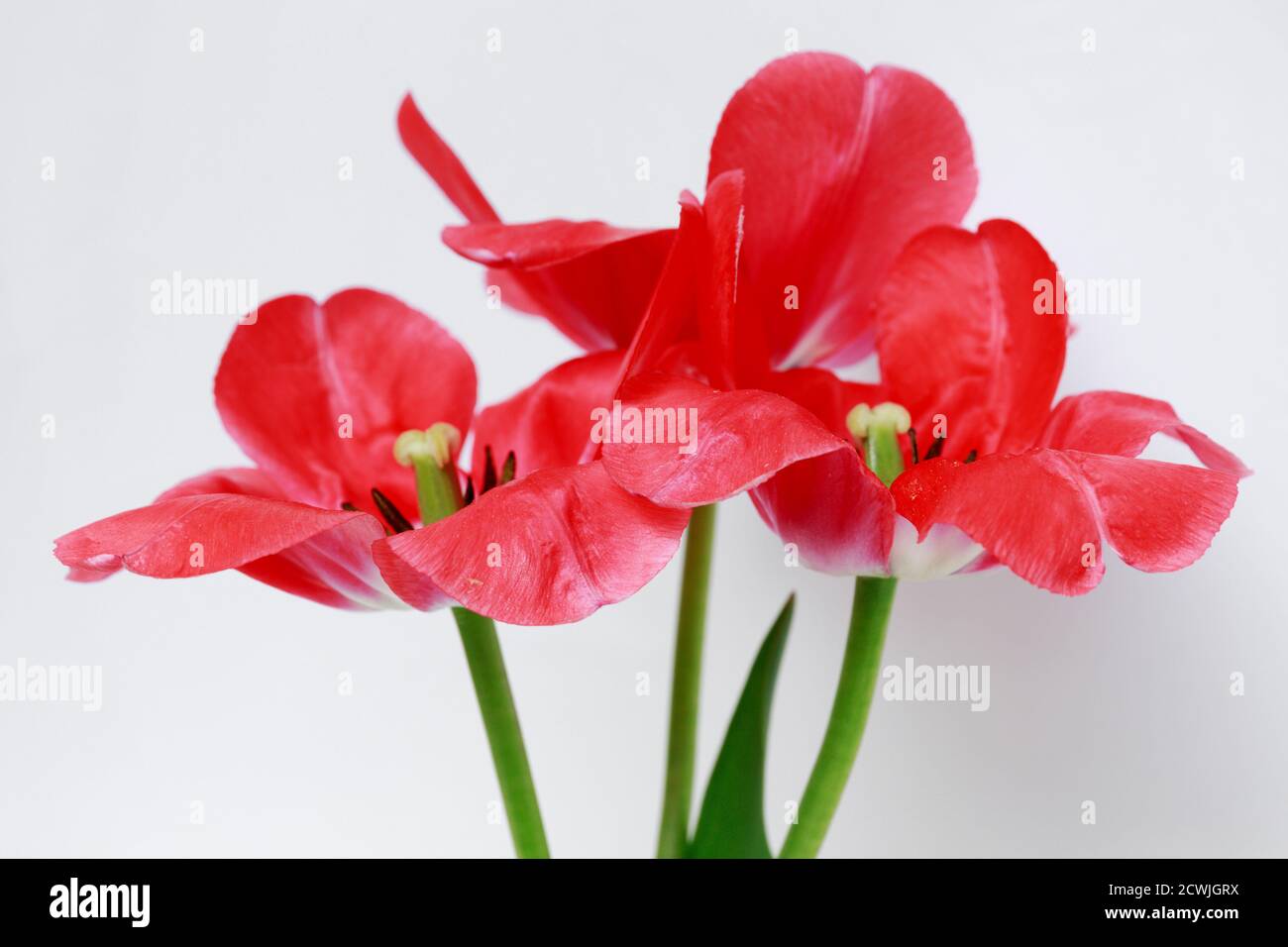 Grandi tulipani rossi su sfondo bianco. Aprire i petali di un tulipano con i pistilli verdi e le antere nere su steli verdi Foto Stock