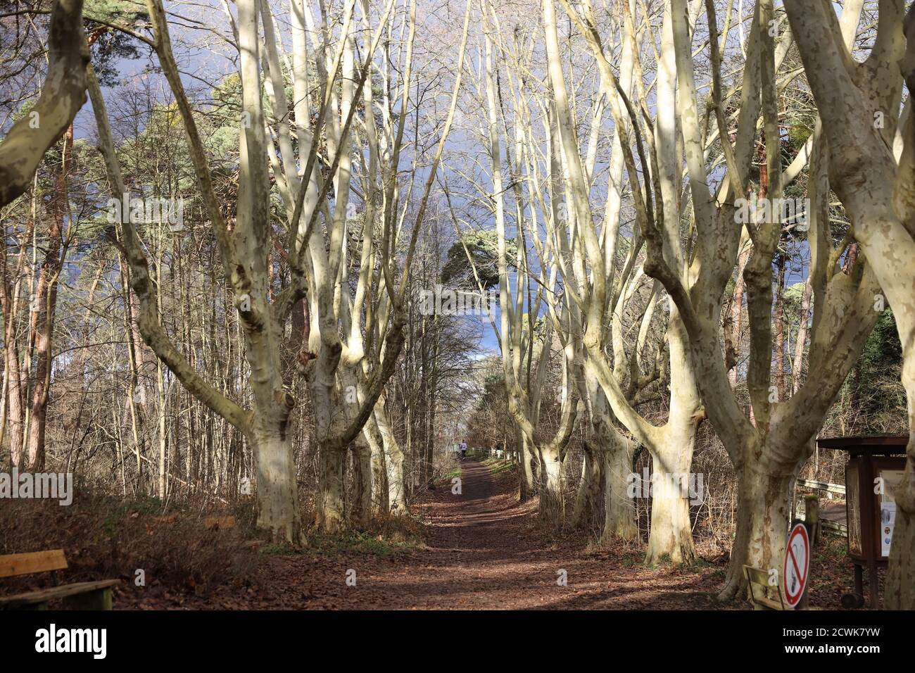 Foresta in inverno in Germania Foto Stock