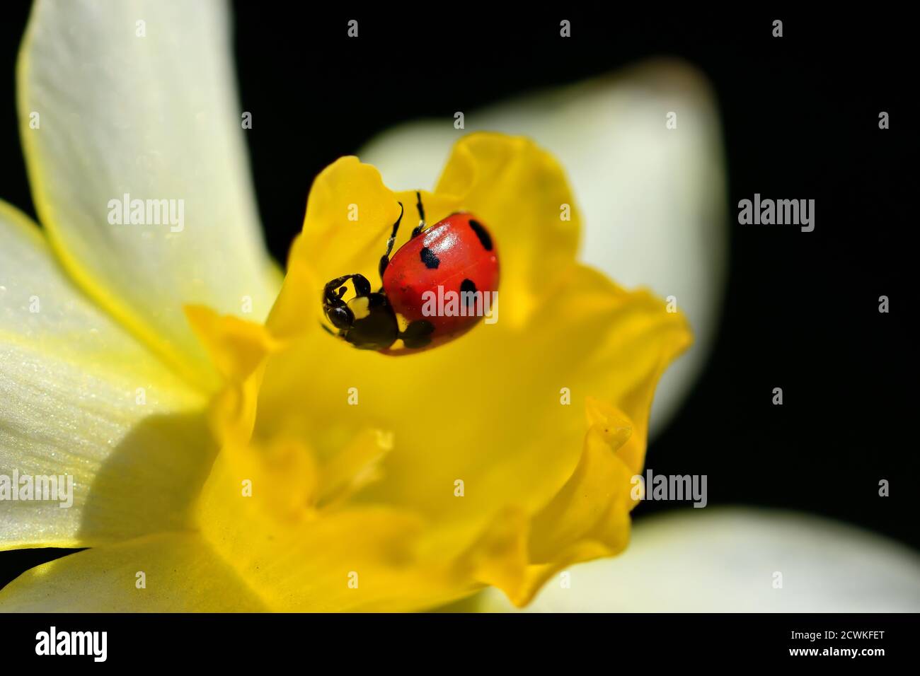 Macro fotografia di un Ladybirds, chiamato anche scarabei ladybird o lady Beetles, in piedi su un fiore narciso con sfondo naturale. Foto Stock