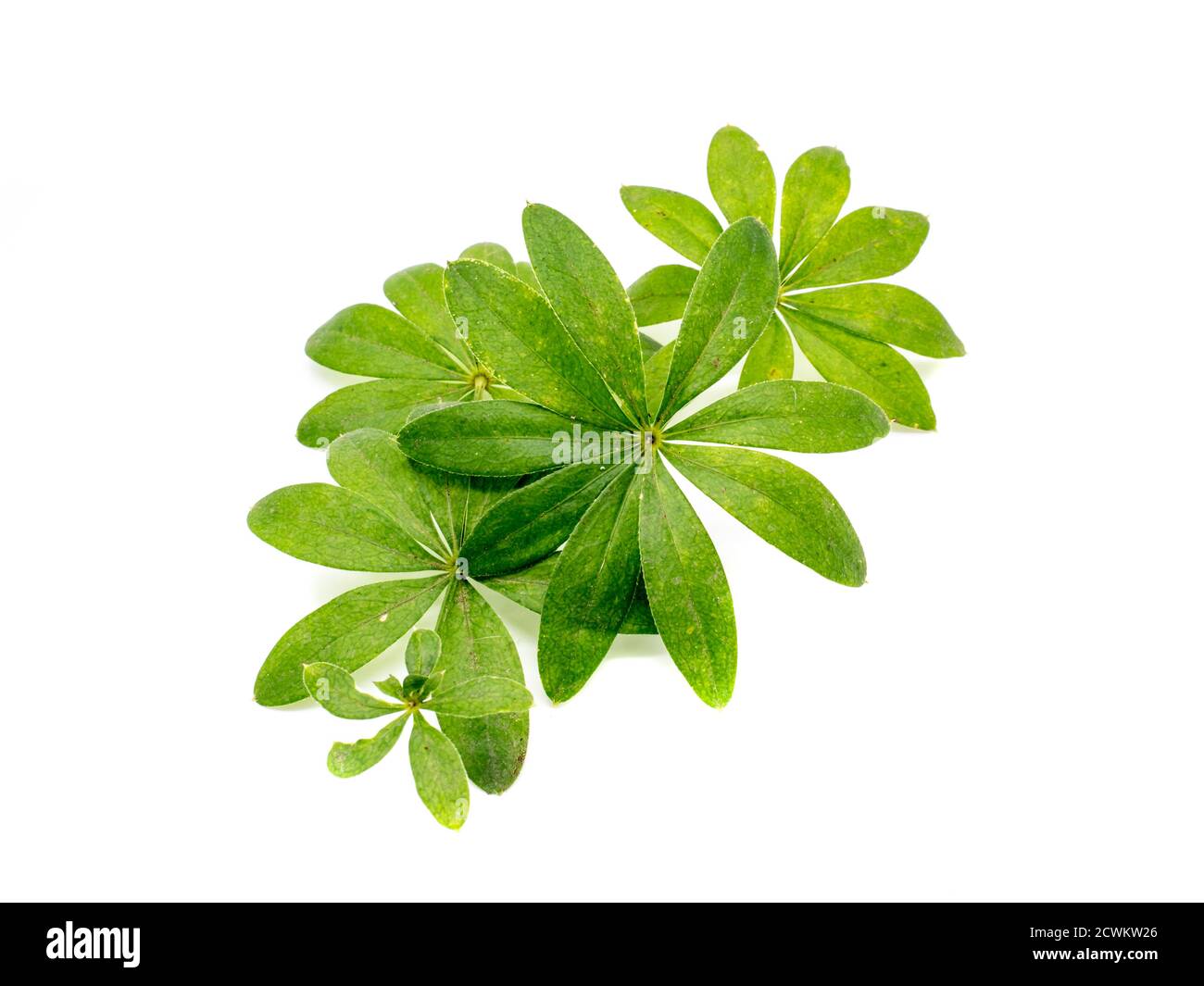 Foglia di pianta di Woodruff isolata su sfondo bianco Foto Stock