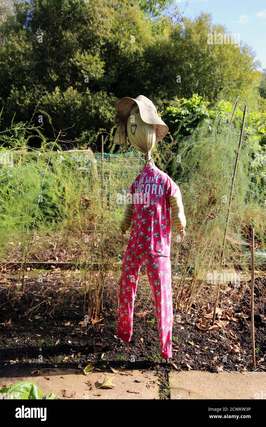 Divertente scarecrow in un'assegnazione in autunno Foto Stock
