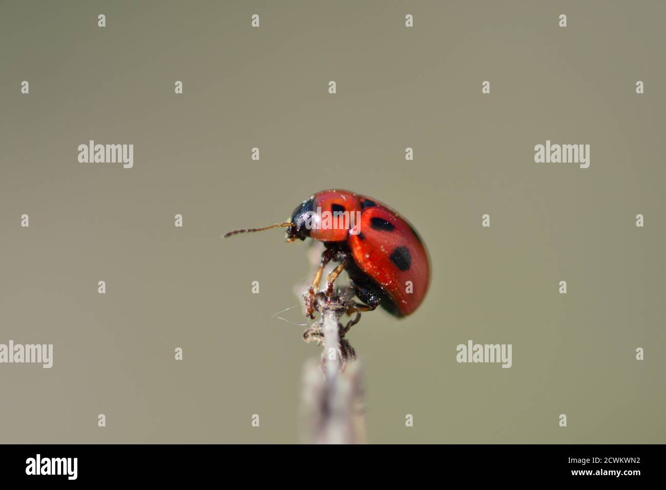 Il Gonioctena fornicata è una specie di scarabeo a foglia a spalla larga, fotografato con un obiettivo macro mentre si muove su un ramoscello asciutto contro un macello naturale Foto Stock