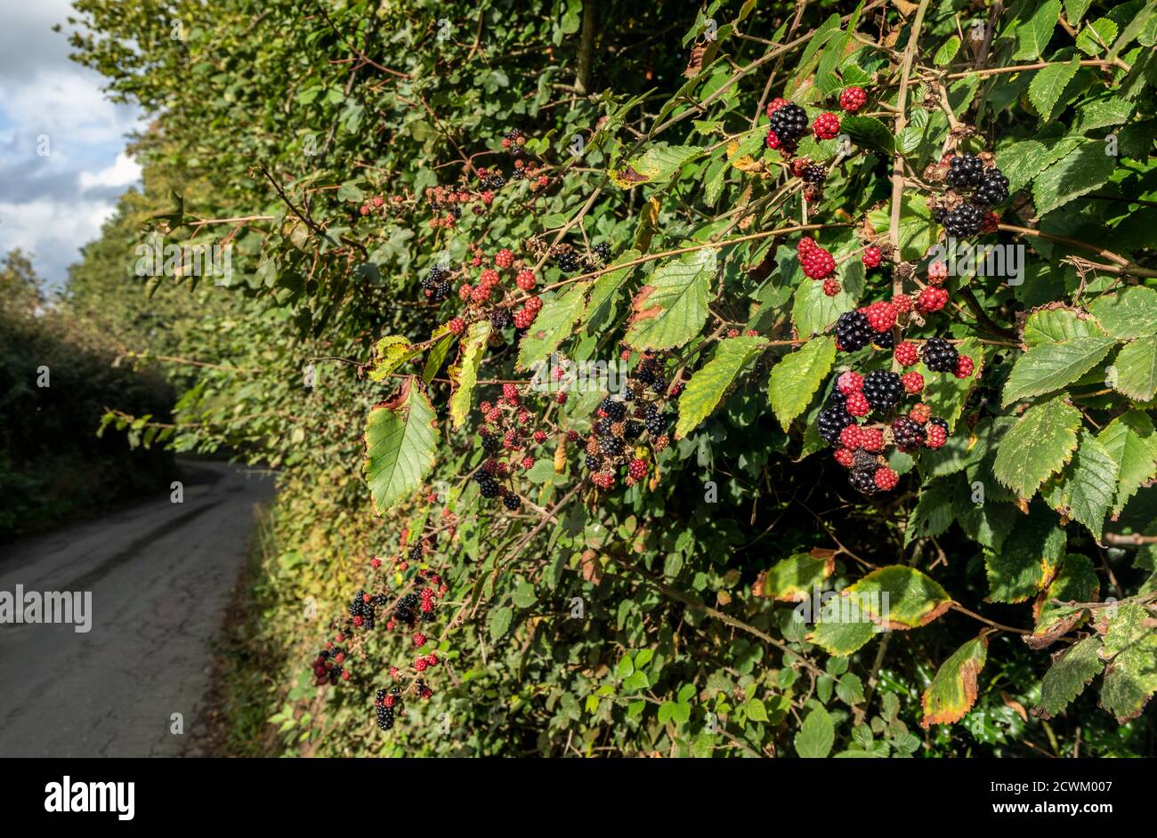 Inizio autunno - bacche nere che crescono accanto a una corsia di campagna inglese Foto Stock