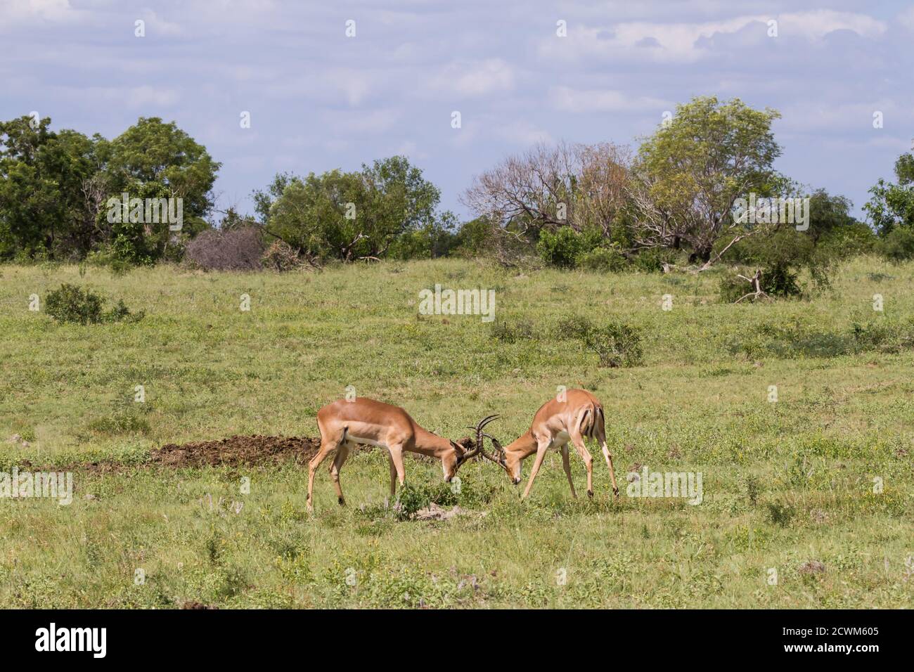 Impala maschile (Aepyceros melampus) arieti che lottano per la dominanza e corna di bloccaggio durante la stagione di rutting nel Parco Nazionale Kruger, Sudafrica Foto Stock