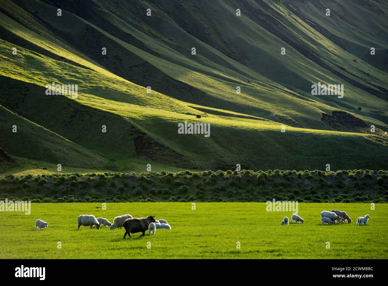 Paesaggio islandese con vibrante verdi colline e la campagna di pecore al pascolo, nel tardo pomeriggio luci nelle highlands, Islanda Foto Stock