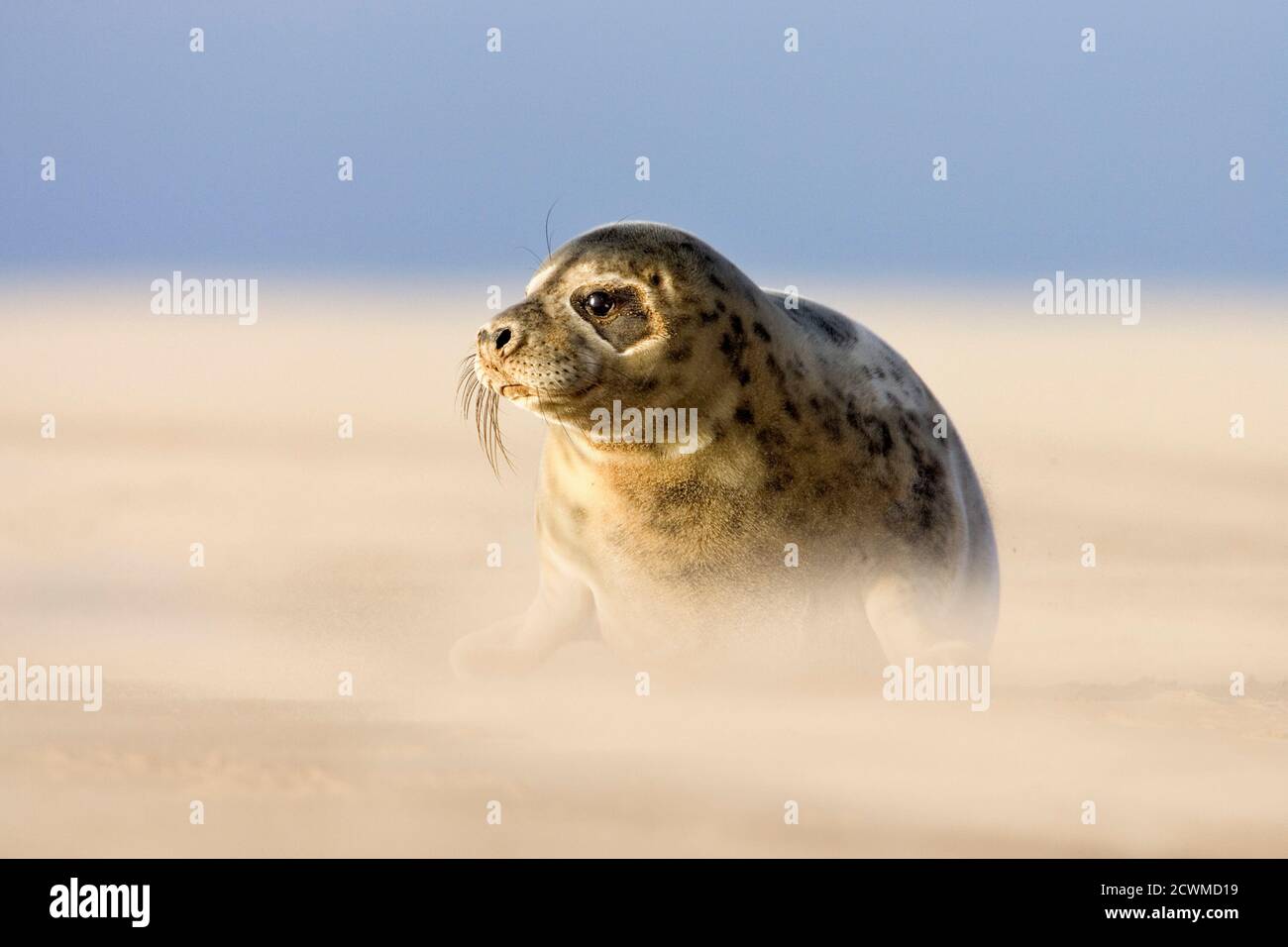 Gray Seal Pup (Halichoerus grypus) che riposa sulla spiaggia, Donna Nook, Lincolnshire, Inghilterra Foto Stock