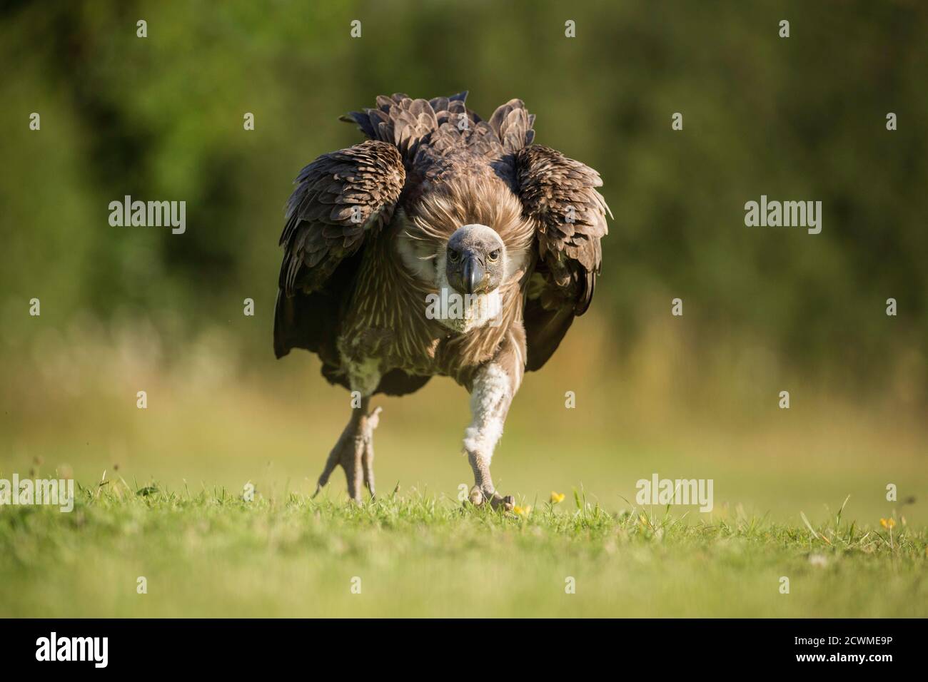 African White-backed Vulture (Gyps africanus), (C), Hampshire, Inghilterra, Regno Unito Foto Stock