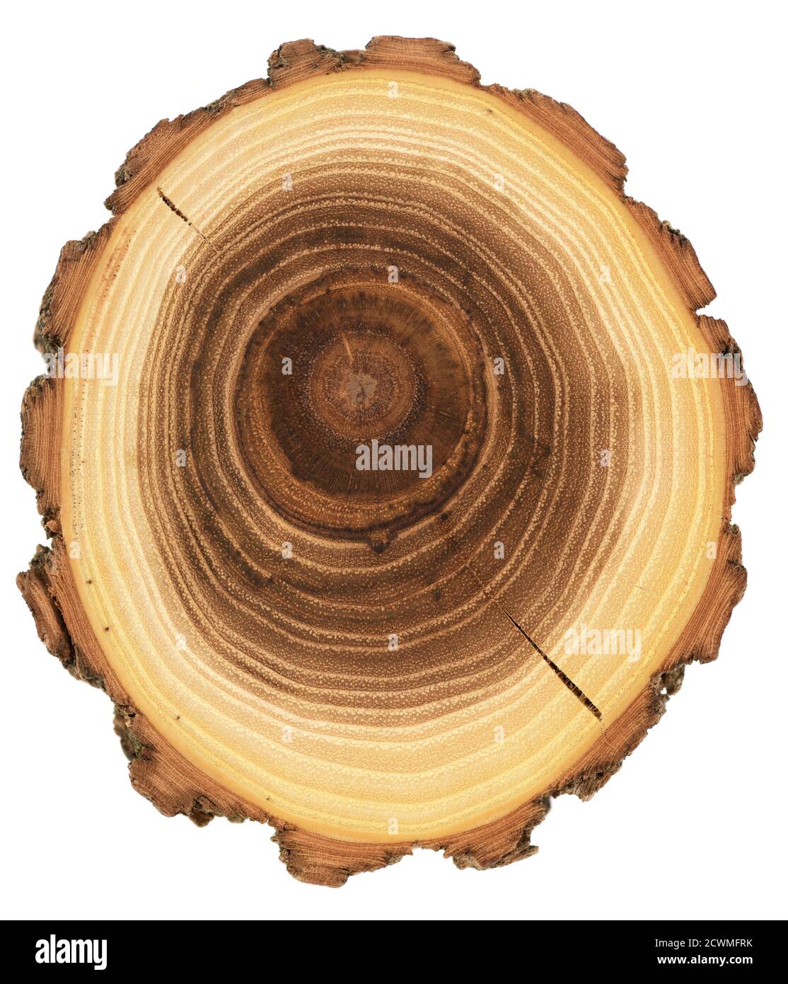 Legno lastra sfondo tessitura insolita. Tronco di acacia con crepe, anelli di crescita e corteccia isolato su sfondo bianco vista dall'alto Foto Stock