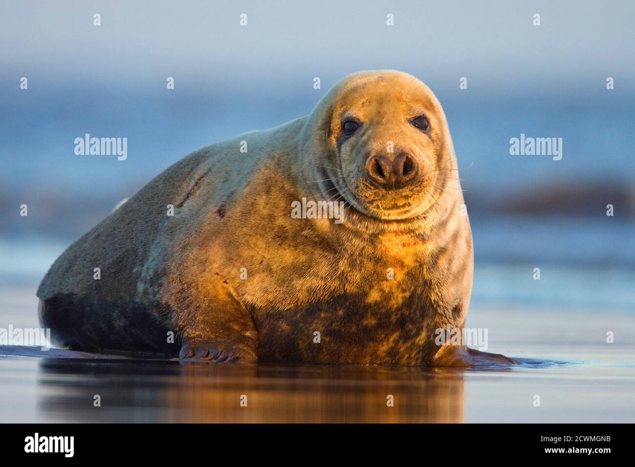 Gray Seal (Halichoerus grypus) che riposa sulla spiaggia, Donna Nook, Lincolnshire, Inghilterra Foto Stock