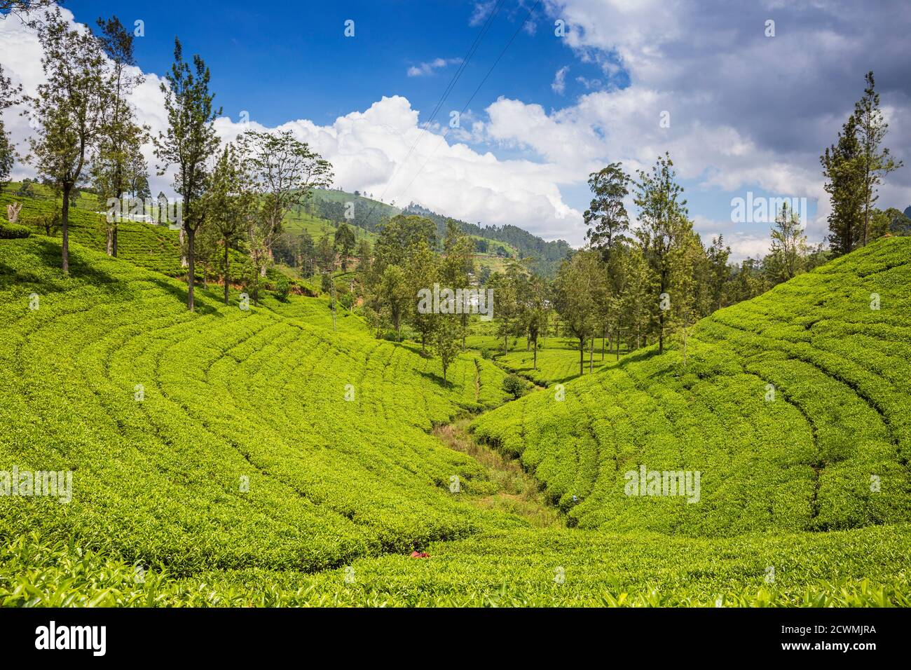 Sri Lanka, Nuwara Eliya, Tea plucker Foto Stock