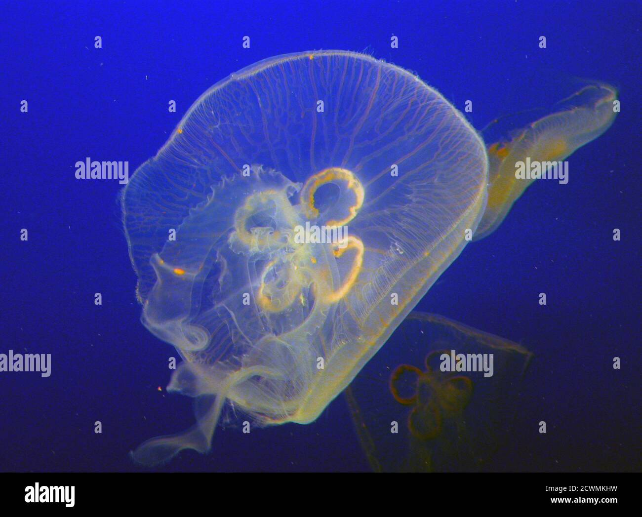 Aurelia aurita (chiamata anche medusa comune, meduse di luna, gelatina di luna o vasellame) Foto Stock