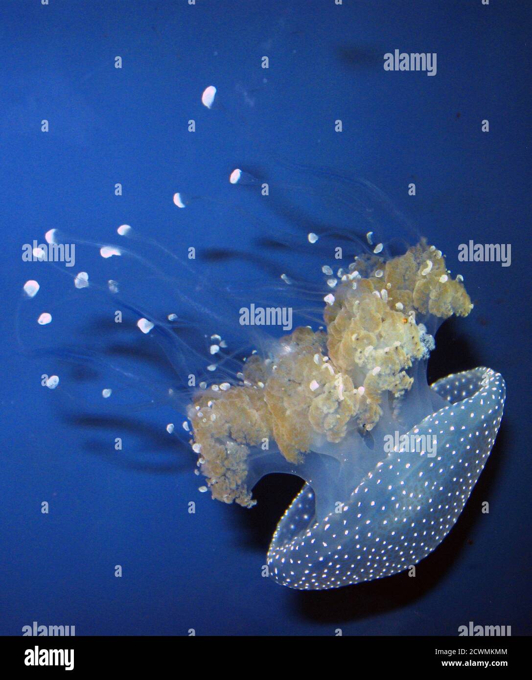 Pesce di Jellyfish macinato australiano, Phyllorhiza punctata Foto Stock