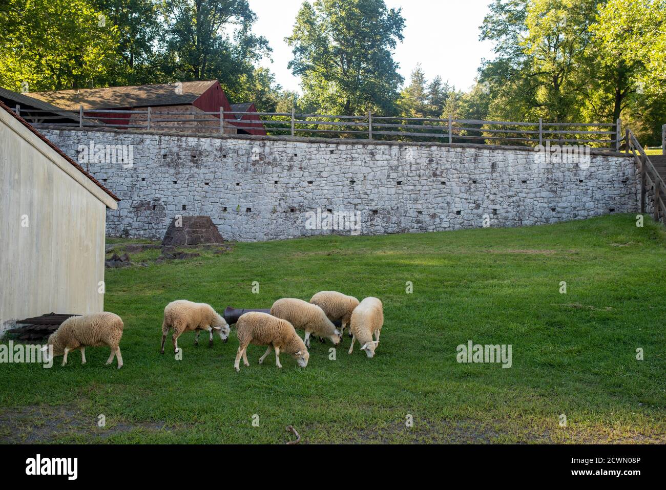 Pecore pascolano da muro di pietra coloniale, idilliaca scena villaggio agricolo Foto Stock
