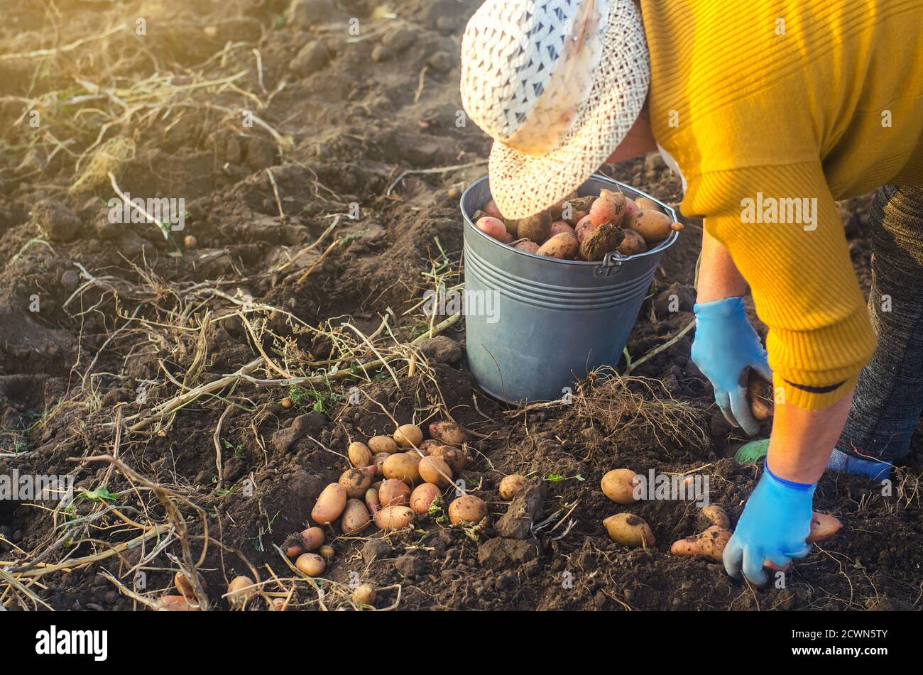 Una donna contadina raccoglie patate scavate in un secchio. Lavorare nel campo dell'azienda agricola. Campagna di raccolta, reclutamento di lavoratori stagionali. Selezionare, ordinare e imballare il veicolo Foto Stock