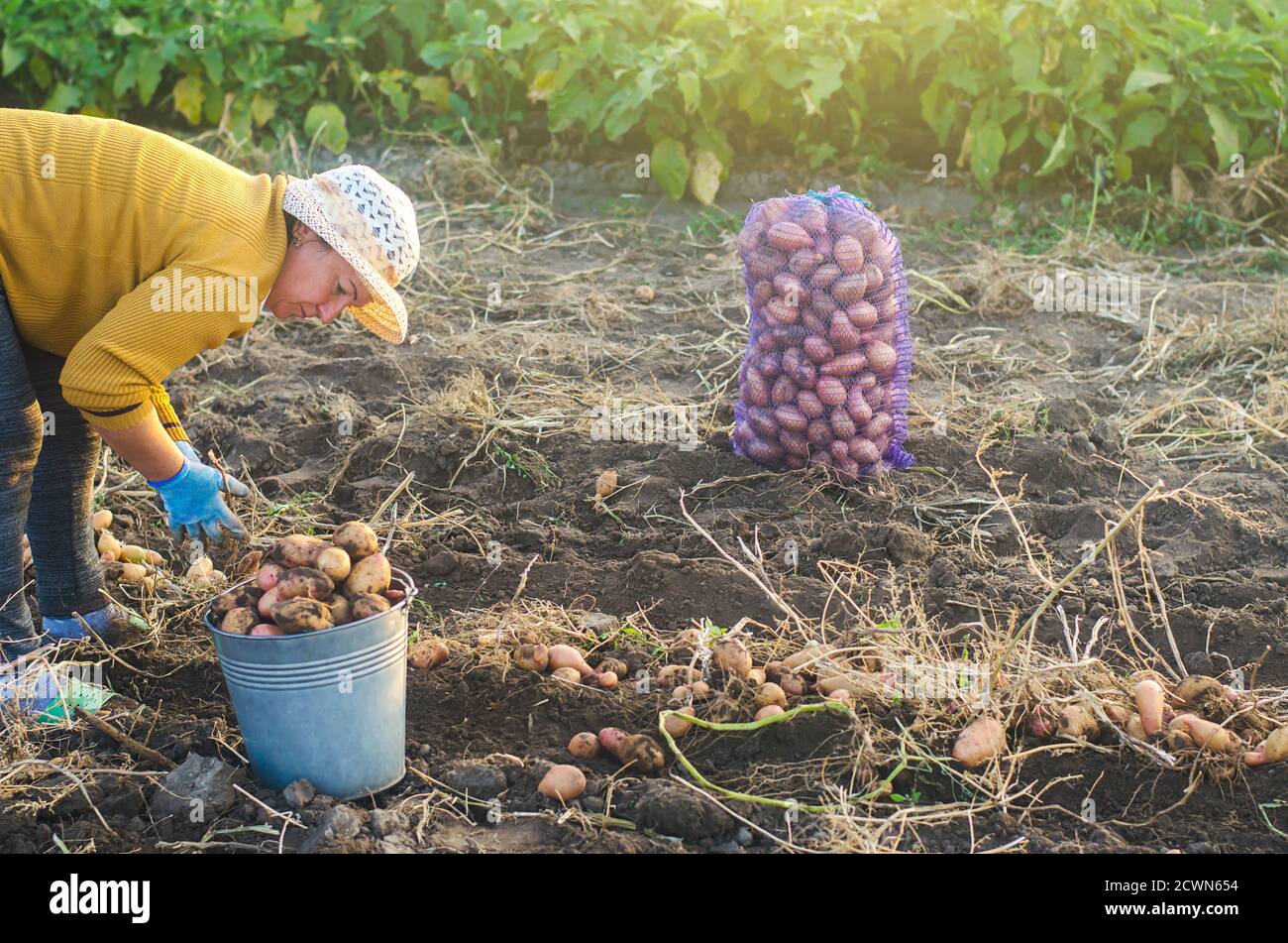 Patate fresche scavate in un secchio e una ciambella nel campo. Raccolta di  patate in una fattoria Foto stock - Alamy