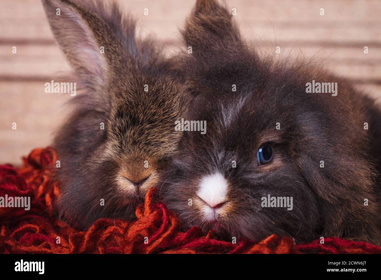 Due adorabili conigli di leoni che giacciono insieme su una sciarpa rossa. Foto Stock