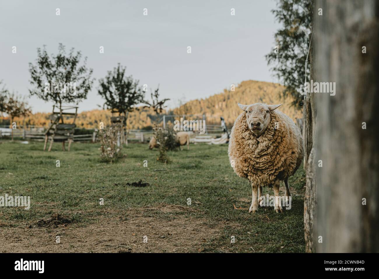 Vecchio arido montone con un sacco di lana su di lui, in piedi sul pascolo vicino alla recinzione sta fissando alla macchina fotografica durante il tramonto d'oro autunno Foto Stock