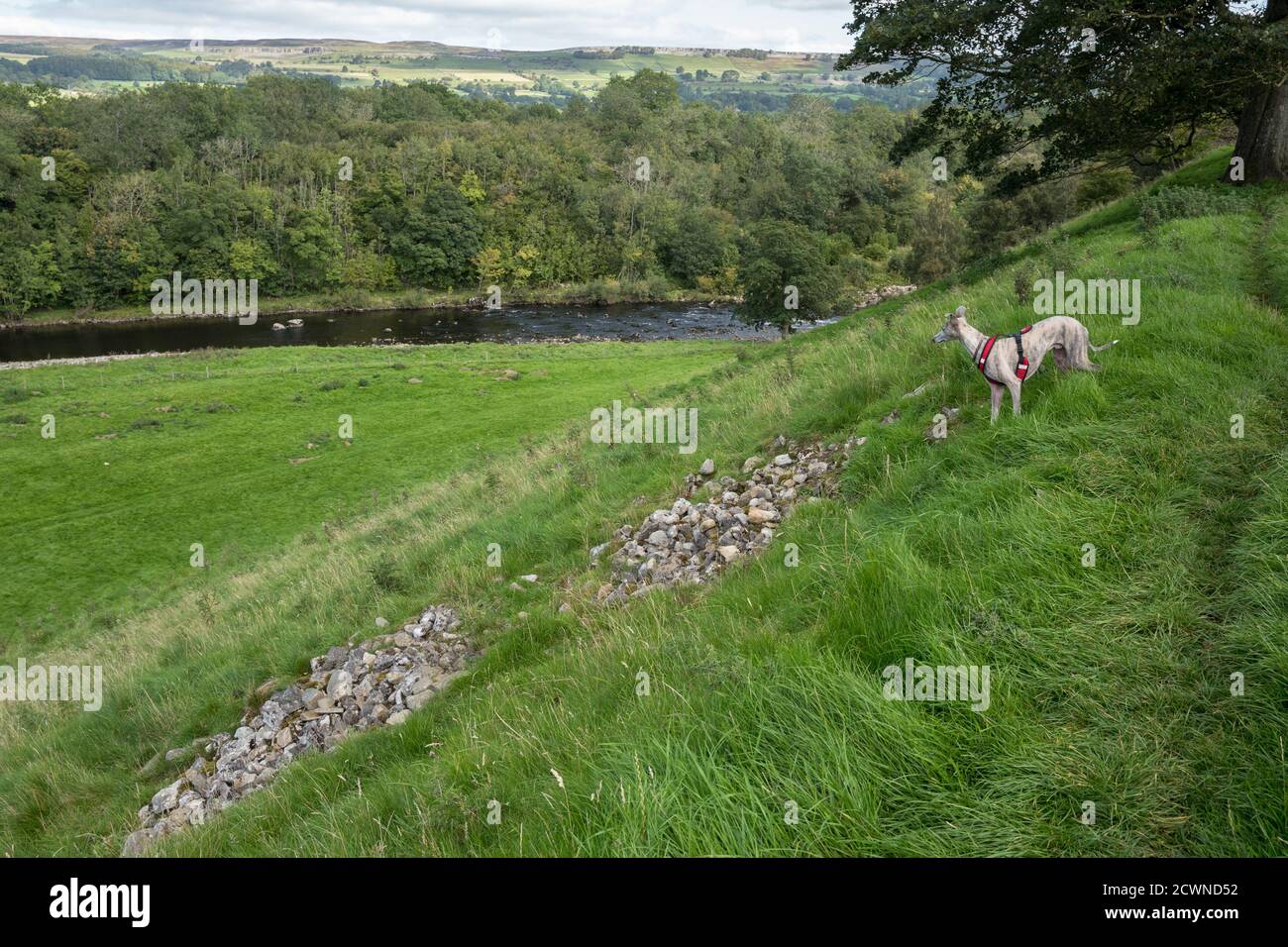Whippet che si affaccia sulla valle del fiume Ure verso Redmire nello Yorkshire Dales. Foto Stock