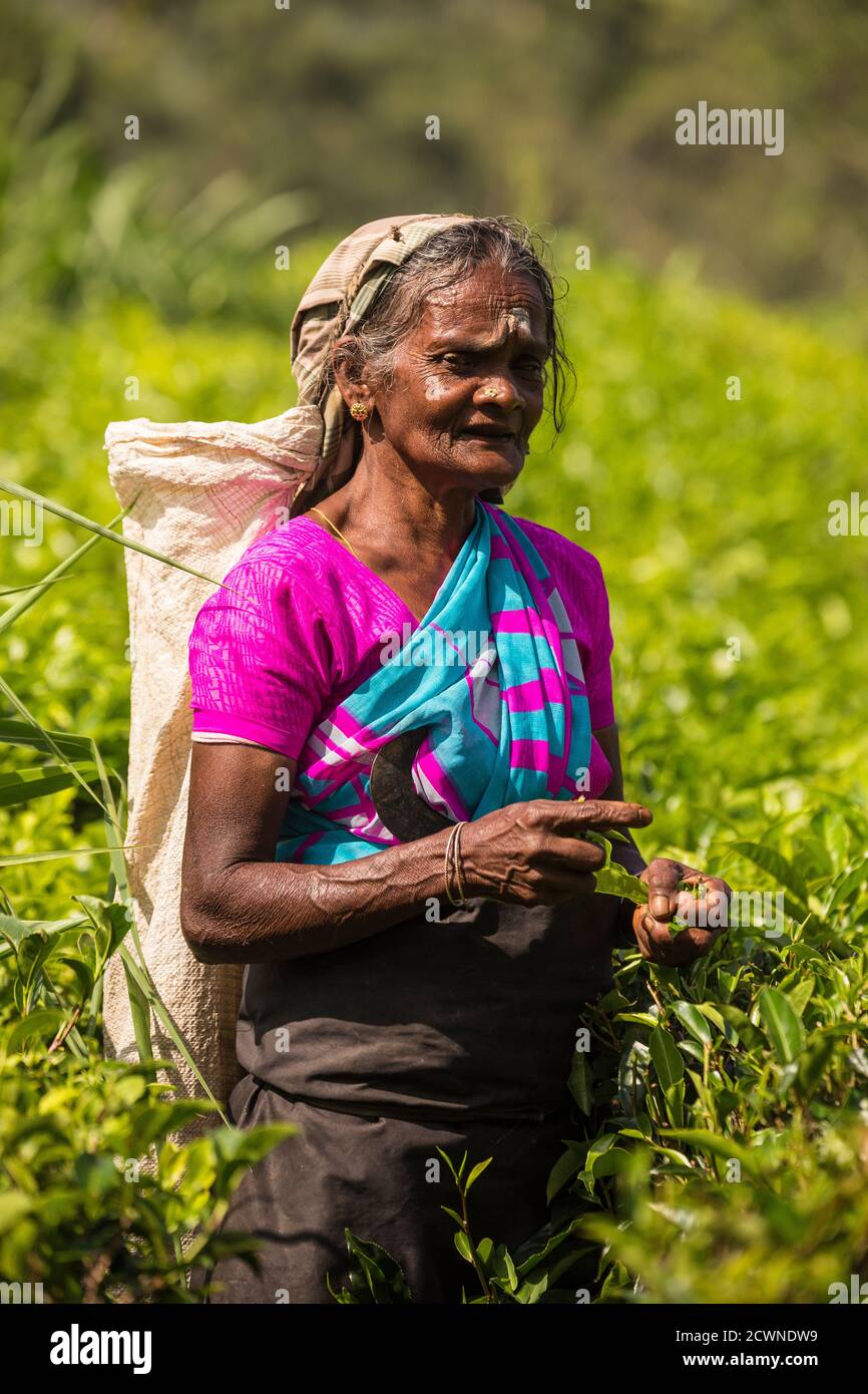 Sri Lanka, Hatton, Castlereagh Lago, Tea plucker Foto Stock