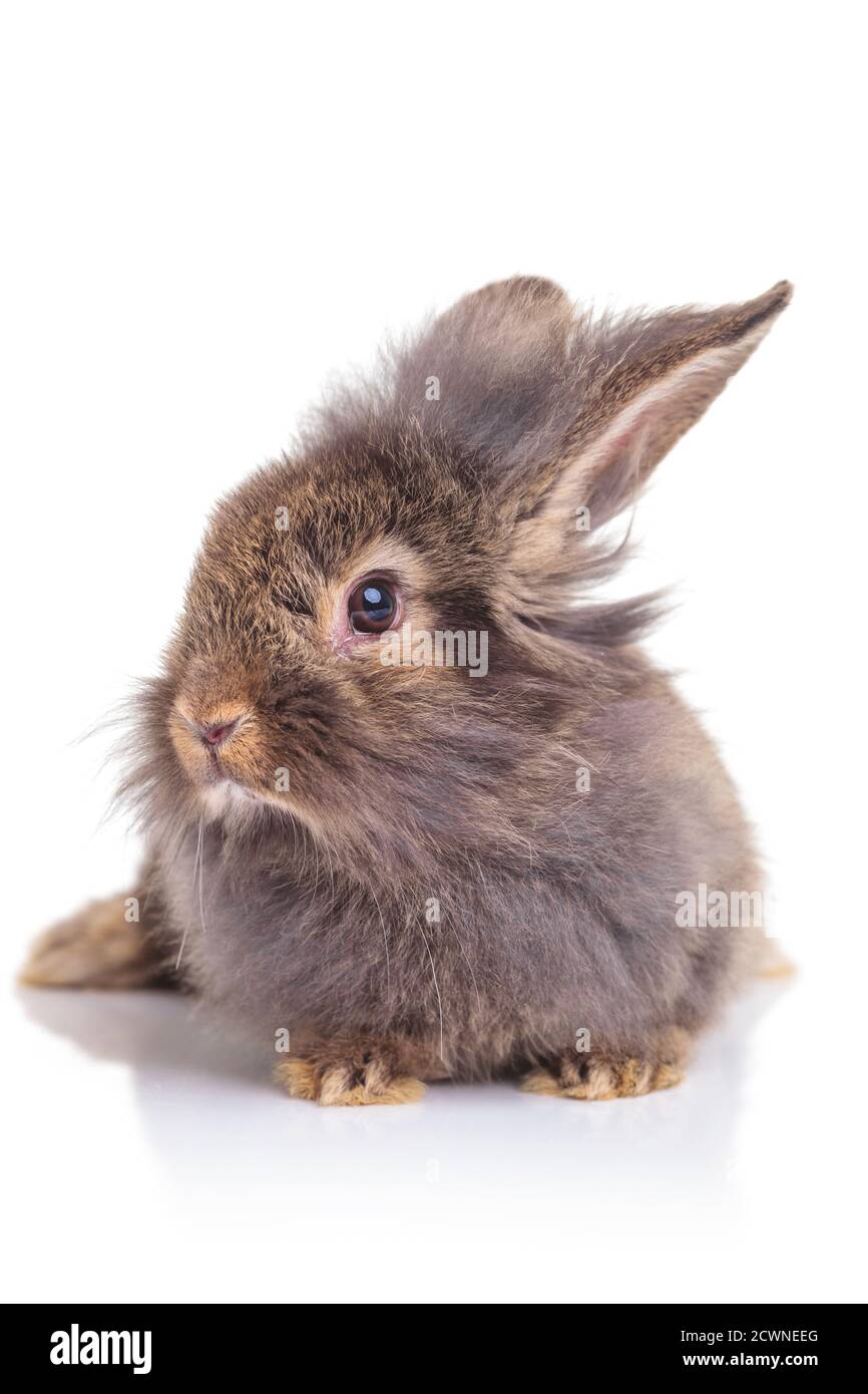 Immagine di un coniglio testa leone carino seduto su sfondo bianco studio. Foto Stock