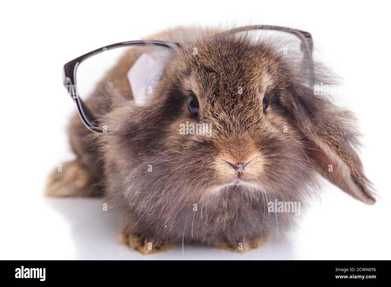 Vista frontale di un simpatico coniglio testa leone che indossa occhiali sulla sua testa. Foto Stock