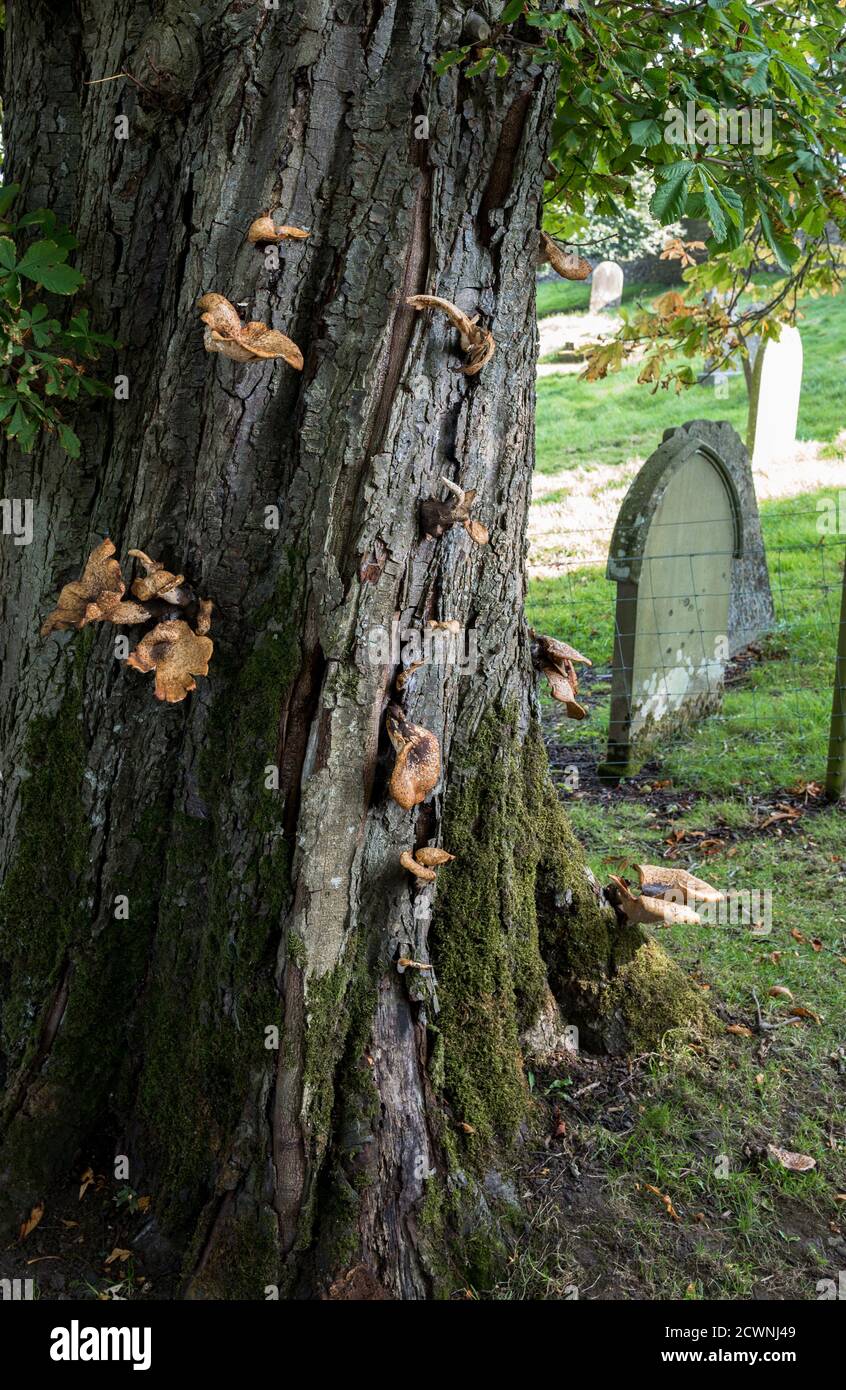 Il fungo della sella di Dryad che cresce dal tronco di un albero della castagna del Cavallo e in un cortile della tomba. Foto Stock