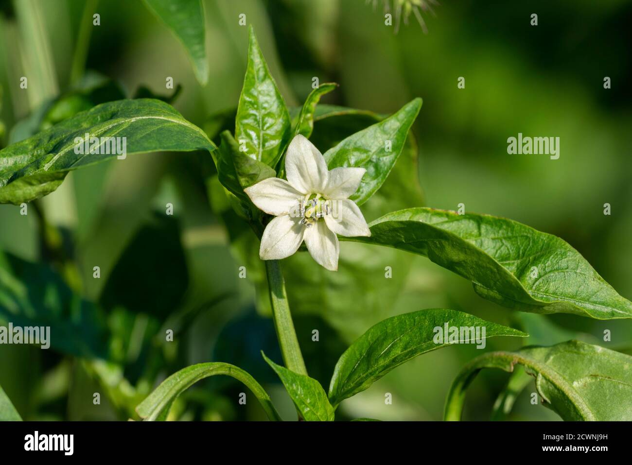 Fiore di peperone (Capsicum annuum L. 'grossum') campo, Isehara Città, Prefettura di Kanagawa, Giappone Foto Stock