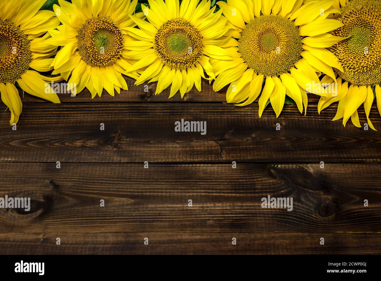 Bellissimi girasoli luminosi su sfondo di legno con spazio per la copia del testo. Foto Stock