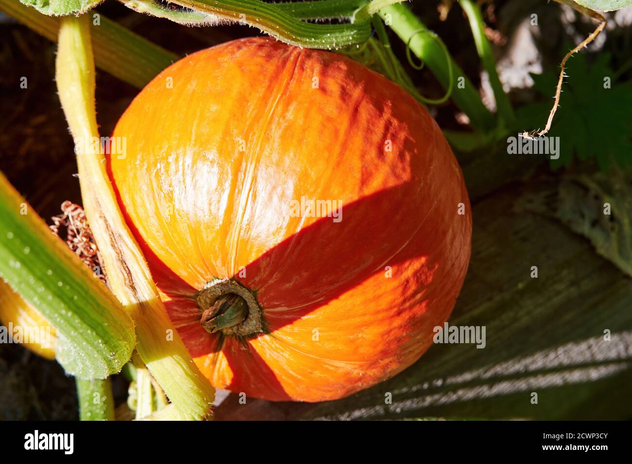 Zucca arancione matura nel fogliame del giardino. Cibo crudo e giardinaggio Foto Stock