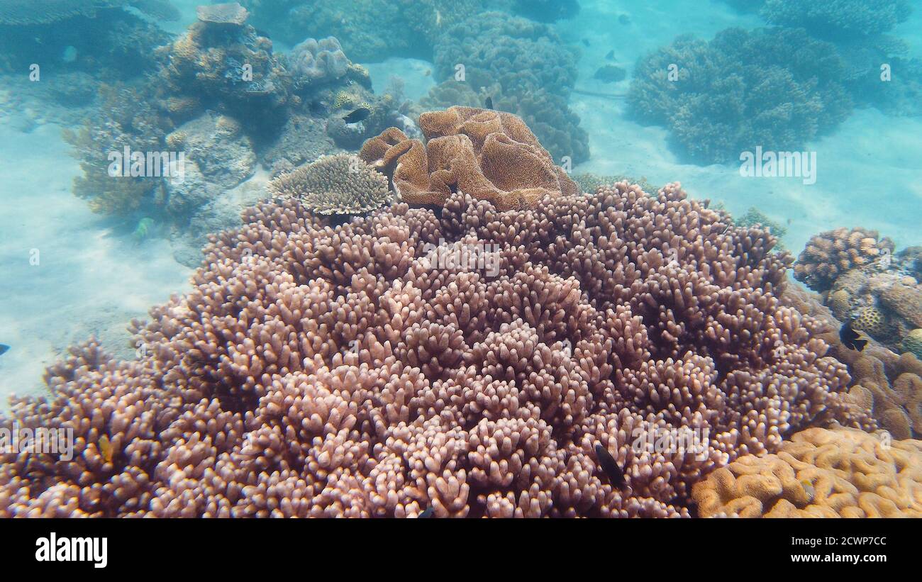Pesci tropicali e barriera corallina, riprese subacquee. Condimento sotto acqua. Leyte, Filippine. Foto Stock