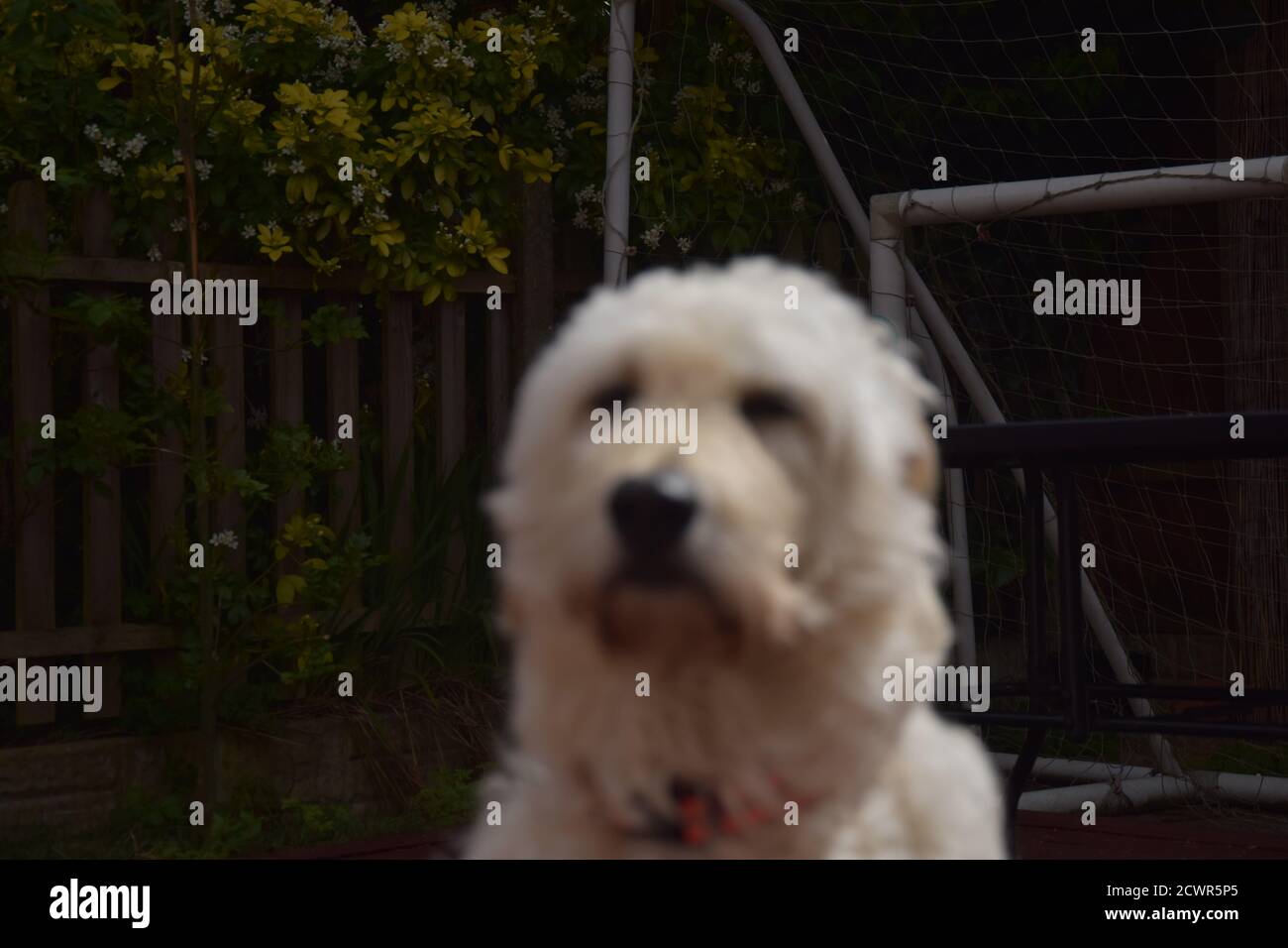 Goldendoodle Foto Stock