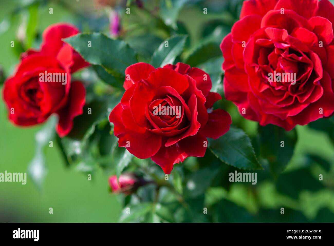 Lady Ryder di Varsavia ricche rose rosse cremisi - moderno arbusto britannico di Harkness Foto Stock