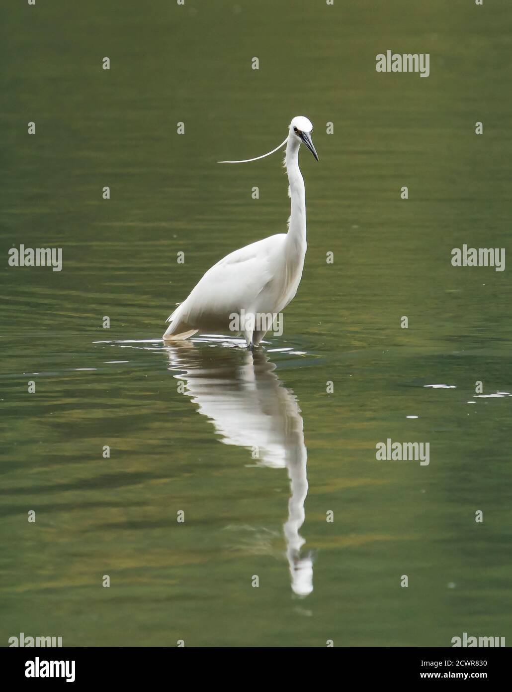 Un po' di Egret (Egretta garzetta) che stalking prey nel fiume Looe, Cornovaglia Foto Stock