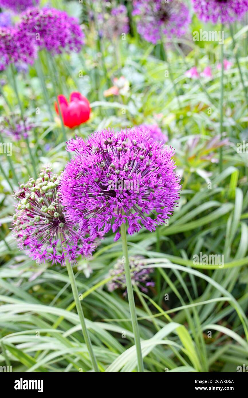 Primo piano di un allio viola in un paese inglese giardino Foto Stock