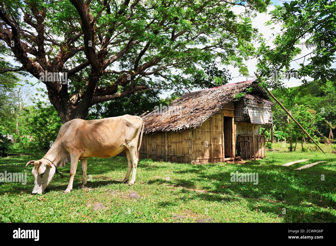 Scenario di una casa di bambù e un enorme albero di acacia accanto a una mucca che mangia erba verde, tipico scenario rurale nelle Filippine, Visayas, Asia Foto Stock