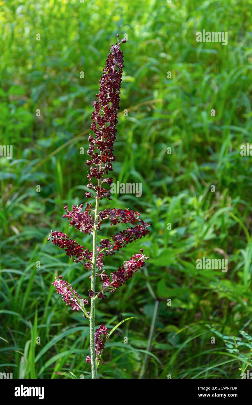 L'ellebore nero, Veratrum, parte fiorente della pianta Foto Stock