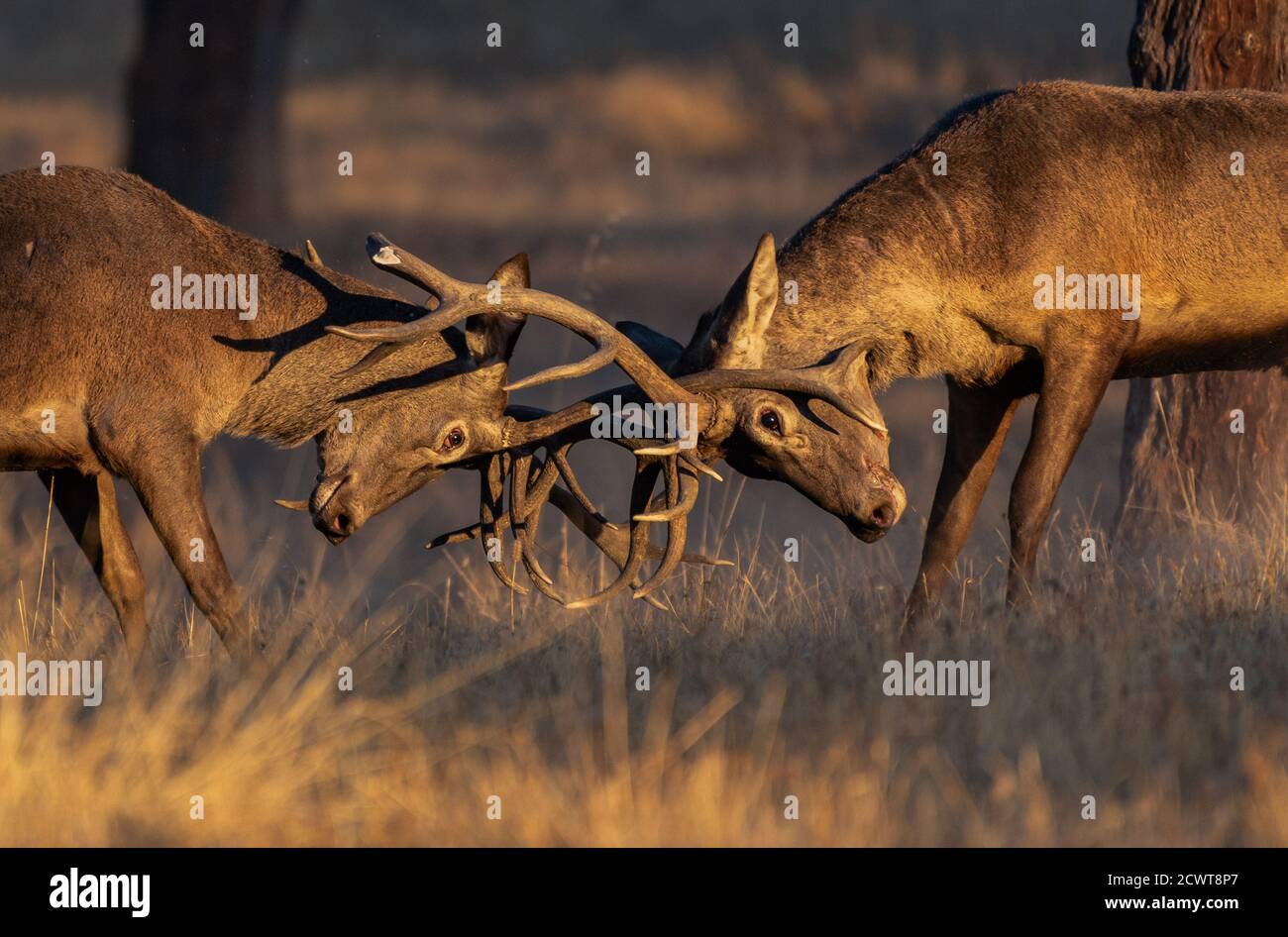 un paio di deers figuring per l'accoppiamento Foto Stock